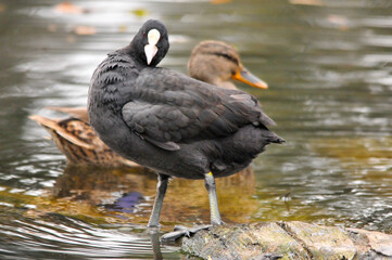 ducks on the lake 2022 in summer