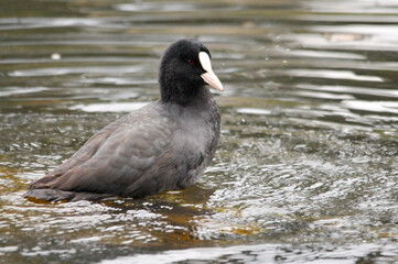 ducks on the lake 2022 in summer