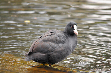 ducks on the lake 2022 in summer