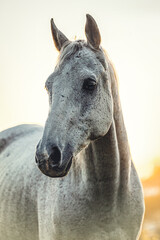 Portrait of a white arabian horse gelding on a meadow outdoors during sundown
