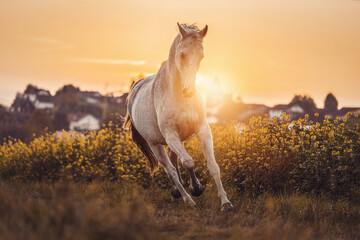 Portrait of a white arabian horse gelding on a meadow outdoors during sundown