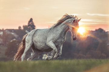 Portrait of a white arabian horse gelding on a meadow outdoors during sundown