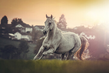 Portrait of a white arabian horse gelding on a meadow outdoors during sundown