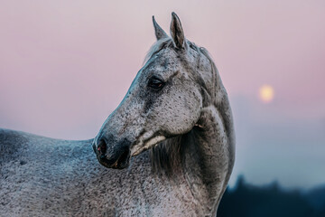 Head portrait of a white arabian horse in front of the moon in the evening outdoors