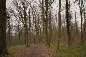 Fototapeta premium Bare winter forest in the Wallonian countryside near Mons, Belgium