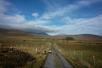 Sheep in an impressive landscape of the vast and remote peatlands at the edge of Wild Nephin...