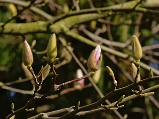 Closeup of Magnolia flower buds about to open, showing the first bit of pink. selective focus with bokeh branches in the background 
