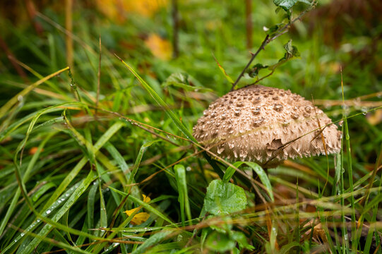 champignon coprin 