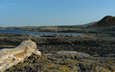 A large tree trunk thrown from the sea on the rocks against the background of the sea