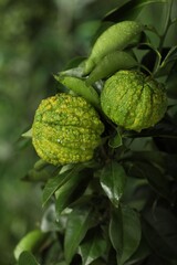 Closeup view of bergamot tree with fruits outdoors