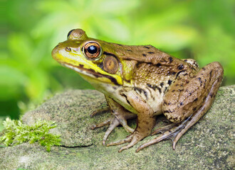 A Focus Stacked Close-up Image of a Green Frog Sitting on a Rock Next to a Pond