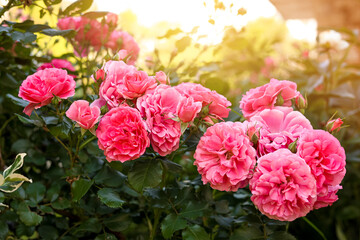 Closeup view of beautiful blooming rose bush outdoors on summer day