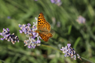 Beautiful butterfly in lavender field on sunny day, closeup