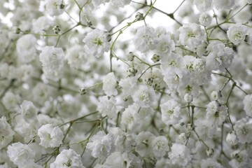 Beautiful gypsophila flowers as background, closeup view