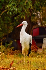 White stork in natural habitat.