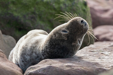Grey seal sleeping on the rocks, Yorkshire, UK