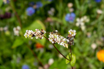 Fototapeta na wymiar ornate tailed digger wasp on pink white flowers of buckwheat