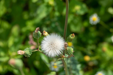 seed head of corn sowthistle with wildflowers blurred in the background