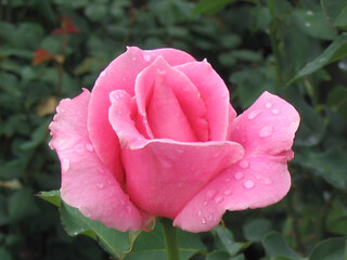 pink rose with morning dew