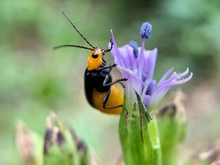 bug on a flower