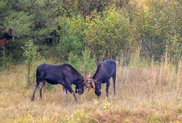 Pair of Bull Moose Fighting During the Fall Rut in Wyoming