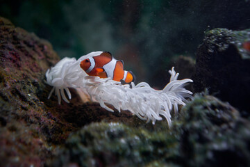 Orange Clownfish in a sea anemone