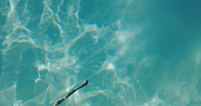 A white mobile phone falls into the pool water. Slow motion. 4k video