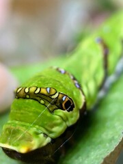caterpillar