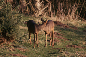Mother Roe deer looking after her offspring 