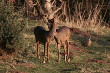 Mother Roe deer looking after her offspring 