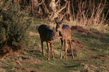 Mother Roe deer looking after her offspring 
