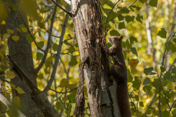 Ardilla trepando en arbol