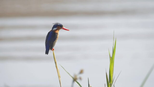 Malachite Kingfisher balances atop tall reed, rippling water in background
