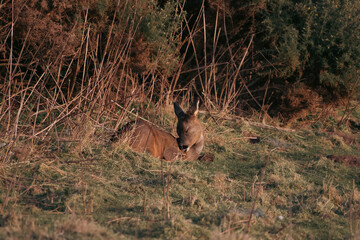 Young roe deer resting in the evening sun 