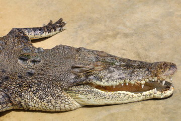 Close up big head crocodile is danger animal wildlife