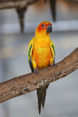 The mini parrot bird on stick tree