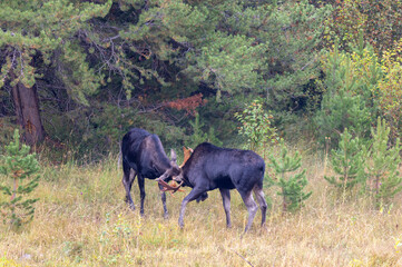 Naklejka na ściany i meble Pair of Bull Moose Fighting During the Fall Rut in Wyoming