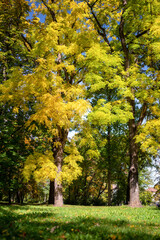 Fototapeta premium Sunny day and colorful trees in empty autumn park