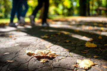 Colorful autumn leaf on the ground in the park and legs of walking people at background