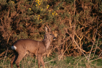 Young Roe deer buck on a summer evening 