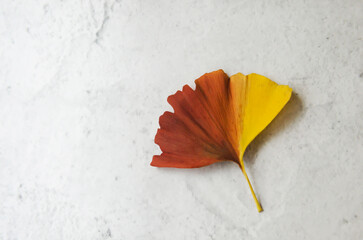 Ginko biloba leaf with autumn colors on marble surface. Autumn season, seasonal change, different and transition, color gradient.