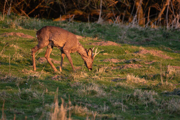Roe deer with fresh, clean antlers 