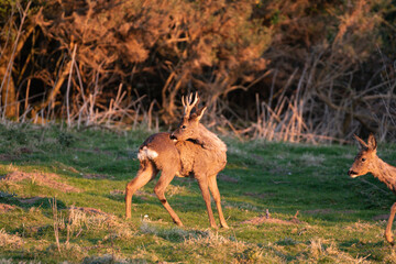 Roe deer with fresh, clean antlers 