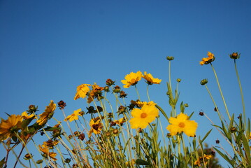 flores amarelas natureza  linda 