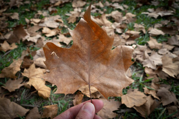 Otoño