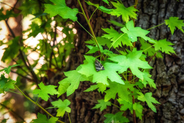 Detail of buterfly Panaxia on a leaf of tree in Valley of Butterlies at Rhodes island in Greece