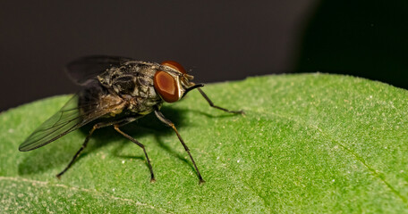 Macro image of a common house fly sitting on a leaf with blurred background and selective focus. Close up of a house fly on a leaf.