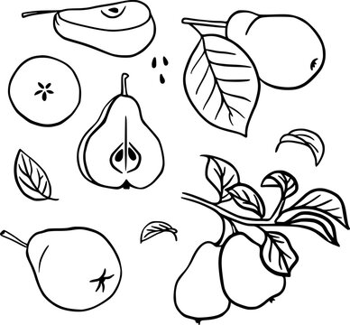 Peare set: pear, pear slice, leaves, branch. Fruits. Vector linear illustration