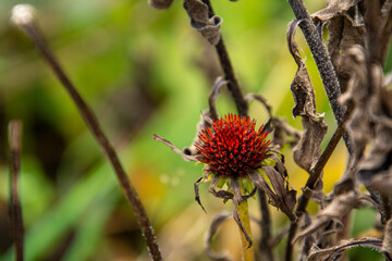 Rote Distel zwischen vertrockneten Blättern