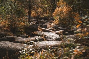 Mossy boulders in the river under trees at river